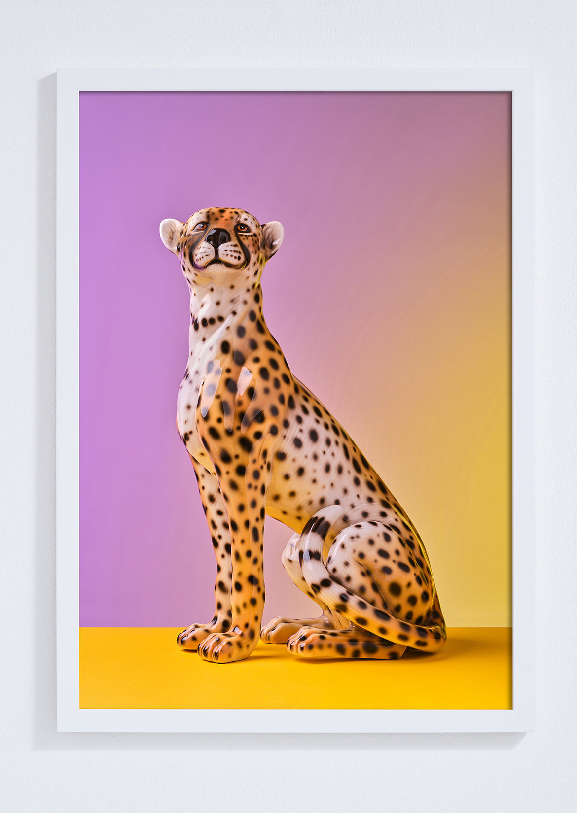 "Seated cheetah, lilac clash" giclée photo print