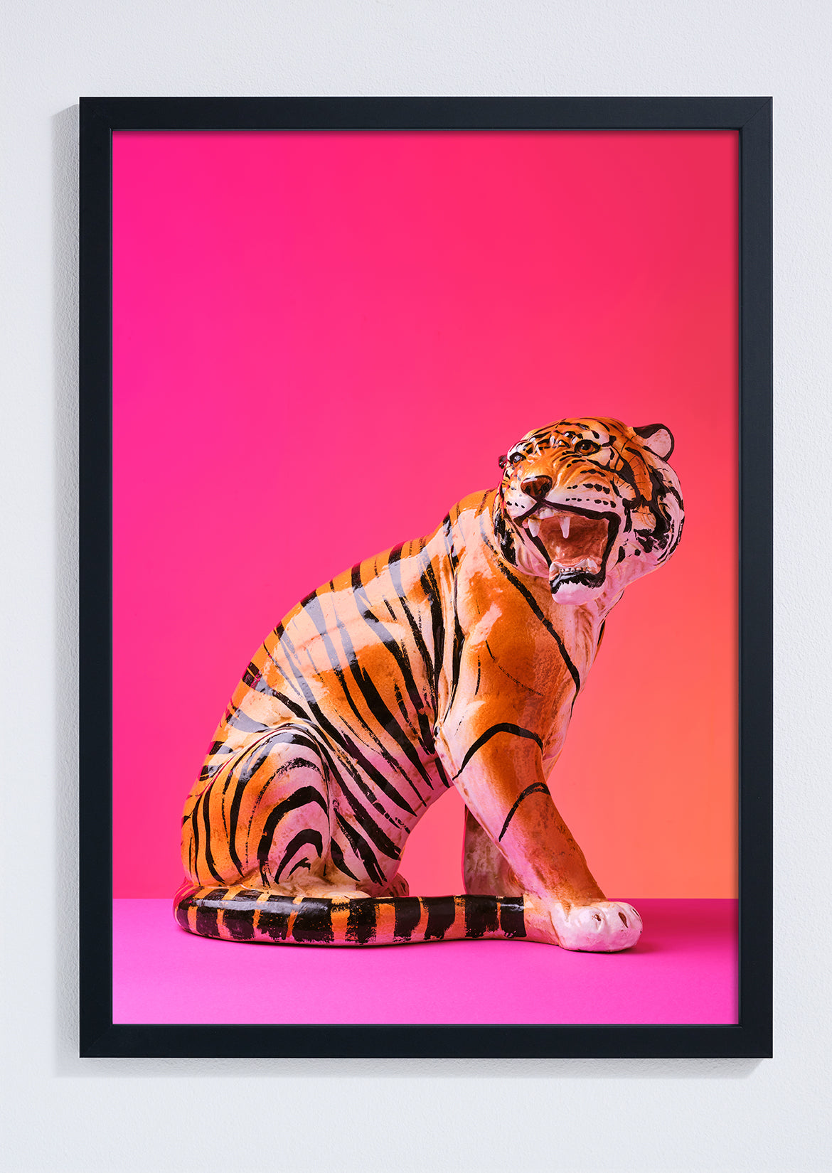 "Seated Tiger, pink clash" giclée photo print