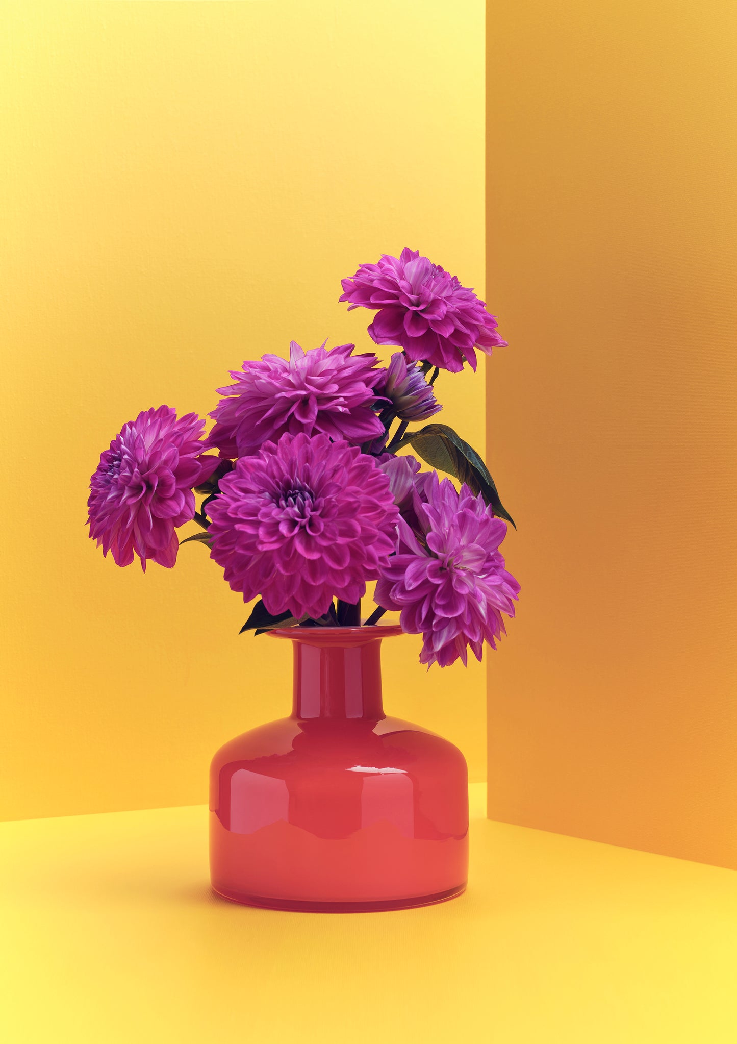 "Clash of the Dahlias, yellow" giclée photo print