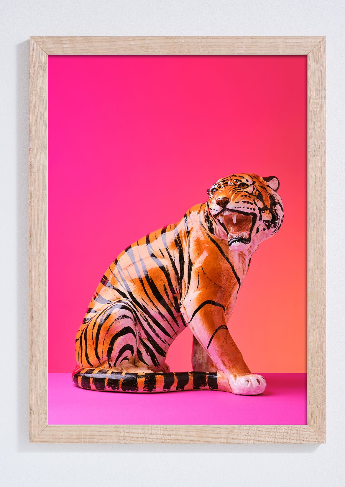 "Seated Tiger, pink clash" giclée photo print