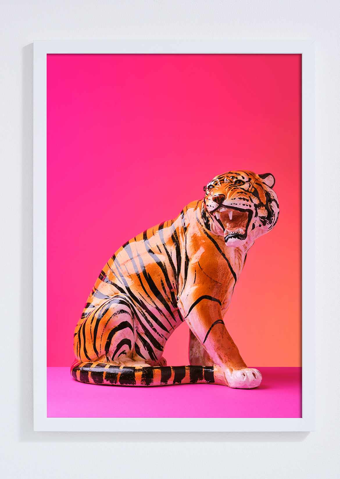 "Seated Tiger, pink clash" giclée photo print